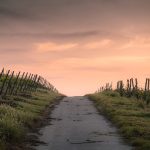 Ochrona plonów kukurydzy przed chwastami